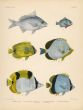 SILVER-BIDDY, BLUEBLOTCH, PEARLSCALE, BLACKWEDGED & HORSESHOE BUTTERFLYFISH print