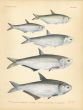 KAMMAL, OBLIQUE-JAW & MOUSTACHED THRYSSA, RAMCARET GRENADIER ANCHOVY print
