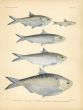 INDIAN, BONGA & BURMESE RIVER SHAD, MANAGASCA ROUNND HERRING print