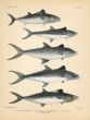 EASTERN PACIFIC BONITO, INDO-PACIFIC MACKEREL, NARROW-BARRED MACKEREL print