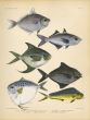 TOOTHPONY, FALSE TREVALLEY, SILVER & BLACK POMFRET, MOONFISH, DOLPINFISH OR DORADO print