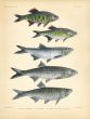 CARP, BURMESE TROUT & TROUT BARB print