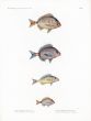 H.N. ZOOLOGIE. POISSONS: Pl. 18 Sargrus/Pagrus - SEA BREAM print 1821 - 1830