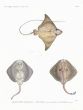 H.N. ZOOLOGIE POISSONS: Pl. 26 Myliobatis & Bandes - BULL & BANDED RAYS print 1821 - 1830