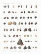 H.N. ZOOLOGIE - COQUILLES PLATE 5: BULLES, NERITES, PHASLANELLES, SABOTS, TROQUES shell print 1821 - 1830