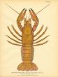 TODD: THE RIVER CRAYFISH print 1844