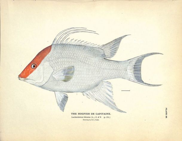 THE HOGFISH OR CAPITAINE print