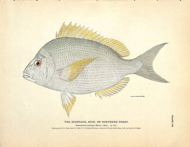 THE SCUPPAUG OR NORTHERN PORGY print
