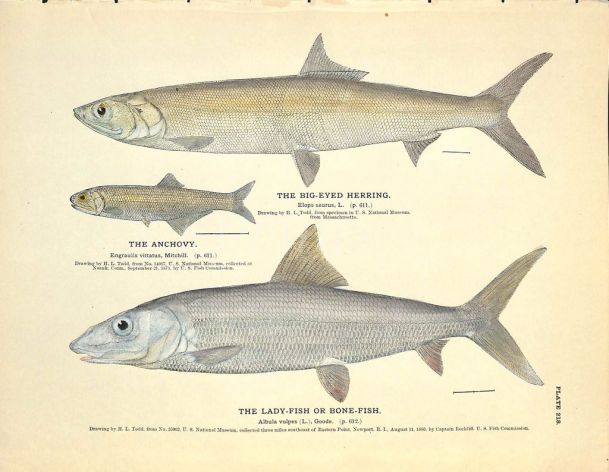 THE BIG-EYED HERRING, ANCHOVY &  BONEFISH print