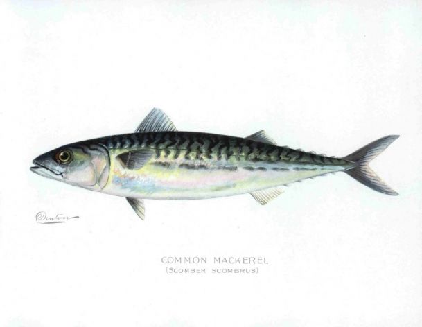 THE MACKEREL print (Scomber)