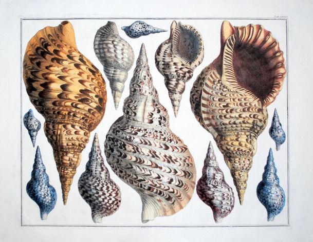 SEBA - CONCHOLOGY: TRITON TRUMPETS shell print 1734 - 1769