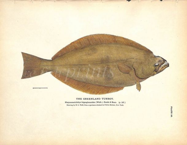 THE GREENLAND TURBOT print