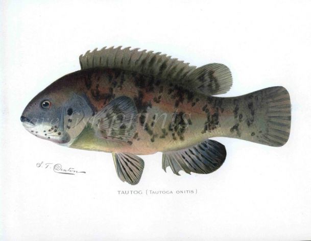 THE TAUTOG print  (Tautoga onitis)