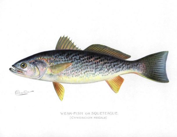 THE WEAK-FISH or SQUETEAGUE print (Cynoscion regale)