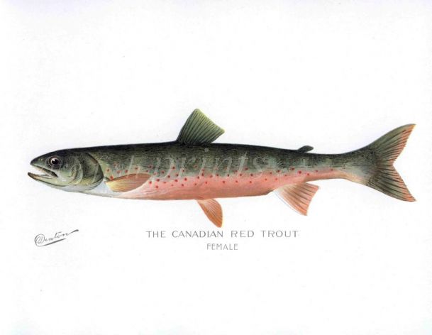 THE RED CANADIAN RED TROUT print (Female)