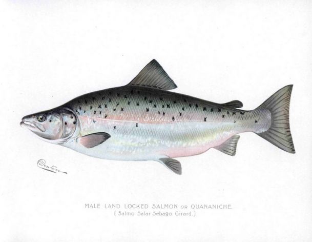 THE MALE LANDLOCKED SALMON print (Salmo Salar Sebago)