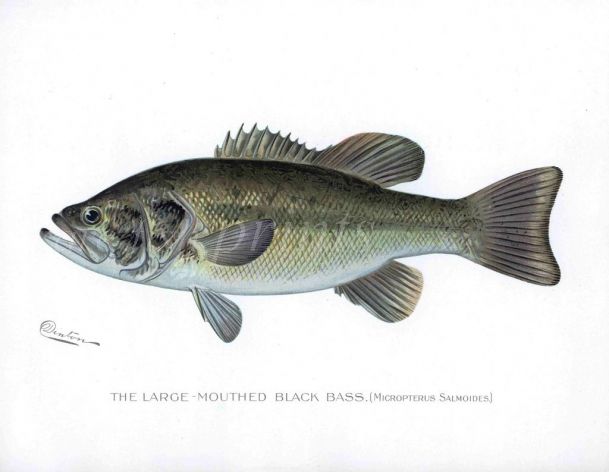 THE LARGE-MOUTHED BLACK BASS print (Micropterus salmoides)
