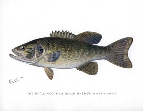 THE SMALL-MOUTHED BLACK BASS print (Micropterus Dolomieu)