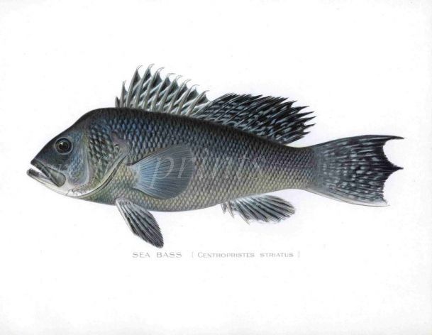 THE SEA BASS print (Centropristes striatus)