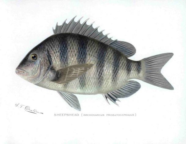 THE SHEEPSHEAD print (Archosargus)