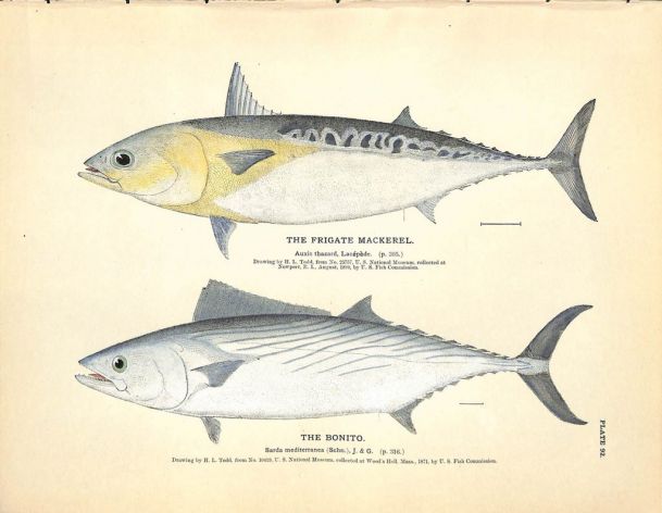 THE FRIGATE MACKEREL & THE BONITO print