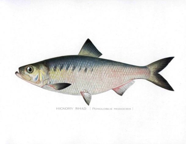 THE HICKORY SHAD print (Pomolobus Mediocris)