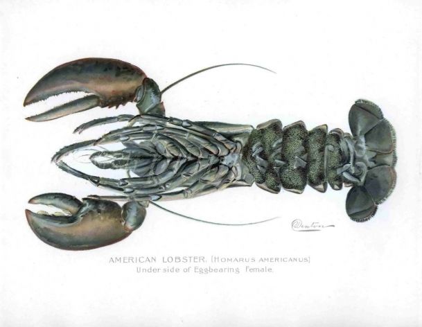 AMERICAN LOBSTER Female print ( Homarus Americanus)