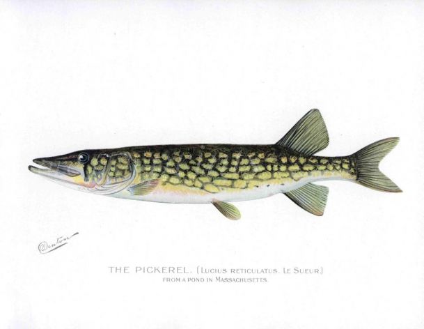 THE PICKEREL PIKE print (Lucius Recticulatus)