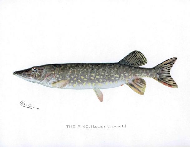 THE PIKE print (Lucius Lucius)