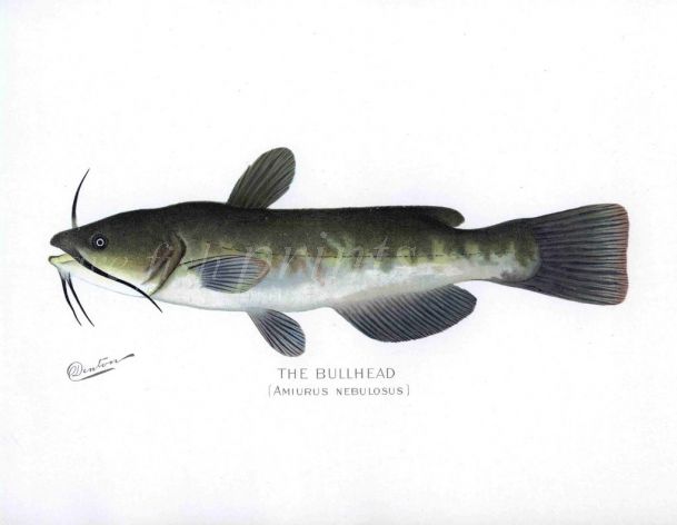 THE BULLHEAD print (Amiurus Nebulous)