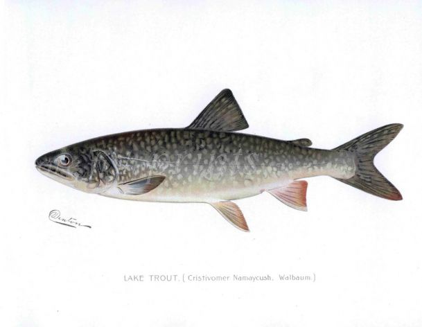 THE LAKE TROUT print (Cristivomer Namaycush)
