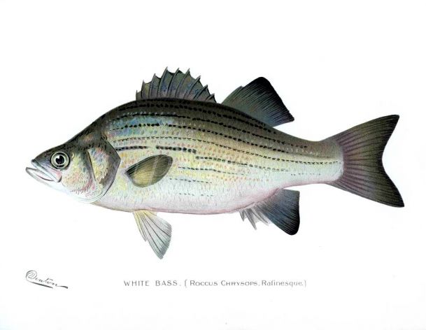 THE WHITE BASS print (Roccus Chrysops)