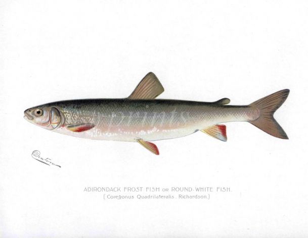 ADIRONDACK FROST or ROUND WHITEFISH print (Coregonus)