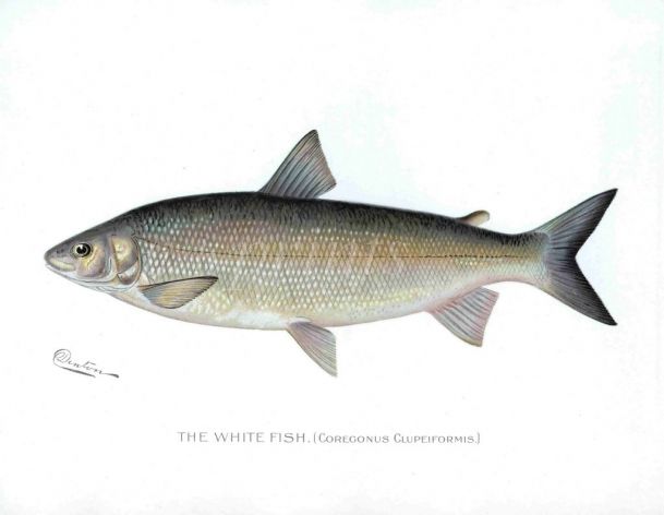 THE WHITEFISH print (Coregonus)