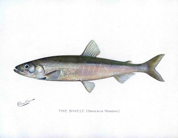 THE SMELT print ((Osmerus mordax)