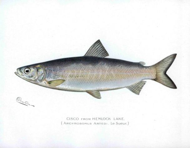 THE CISCO FROM HEMLOCK LAKE print (Argyrosomus artedi)
