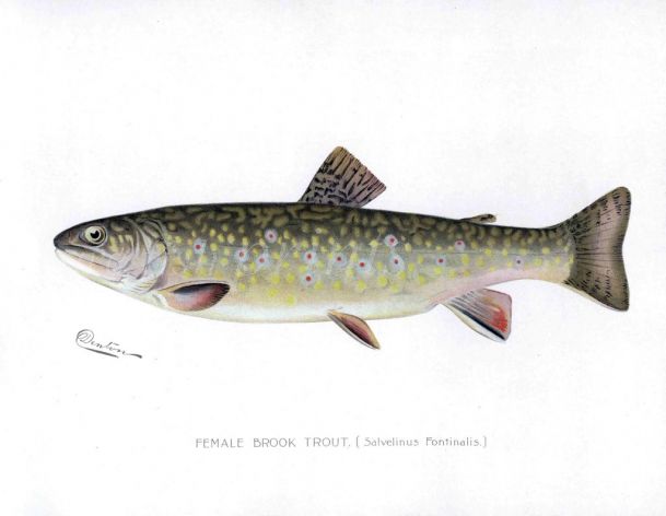 THE FEMALE BROOK TROUT print (Salvelinus Fontinals)