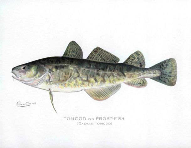 THE TOMCOD print (Gadus)