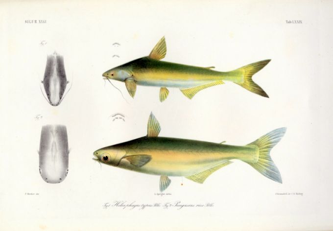HELICOPHAGUS TYPUS & PANGASIUS RIOS - ASIAN SHARK CATFISH print