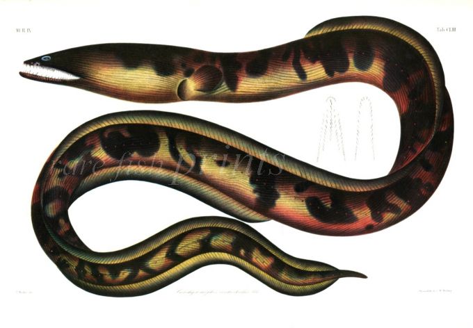BRACHYSOMOPHIS CIRROCHEILOS - THE STARGAZER SNAKE EEL print