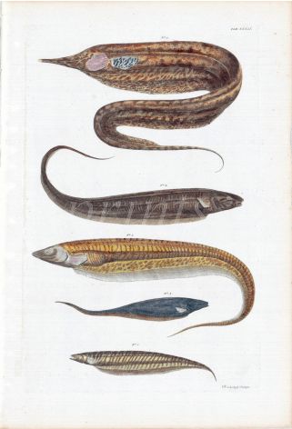 THE BANDED, BLUNTNOSE, GLASS, LONGTAIL & SAND KNIFE electric freshwater fish print