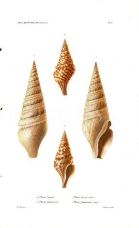 CHARLES LOUIS KIENER - SHELLS 1834 - 79  PLATE 10 - PLEUROTOME