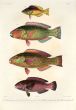 SCAROIDEI - Pseudoscarus macrocheilus, calibricus, gymnognathos - PARROTFISH print