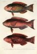  SCAROIDEI - Pseudoscarus singaporensis, octodon, rubroviolaceus  - PARROTFISH print