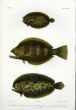 BLOTCHED FLOUNDER, INDIAN HALIBUT, JAVA FLOUNDER print (Platophrys, Psettodes, Pseudorhombus)