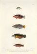 LABROIDEI: PINK-SNOUTED WRASSE, TAILSPOT WRASSE, PEACOCK WRASSE (Halichoeres kallochroma, hoevenii, leparensis )