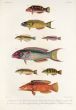 LABROIDEI: CUPID WRASSE, MOON WRASSE, FLORAL WRASSE print  (Julis Cupido, Lunaris, Cheilinus coccineus)     