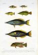 OLIVE CLUB-NOSED WRASSE, BLUE GREEN BIRD WRASSE, BIRD WRASSE, BLUE-BANDED WRASSE print.  (Gomphosus notostigma, Gomphosus caeruleus, Gomphosus tricolor, Xiphocheilos typus)