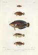 LABROIDEI: CIRCLE CHEEK WRASSE, DUSKY WRASSE, TIMOR WRASSE print (Platyglossus notopsis,  marginatus, Halichoeres kawarin)