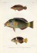 LABROIDEI: PURPLELINED & BLACK EYE THICKLIP WRASSE print (Purpurascens, Hemigymnus melapterus)